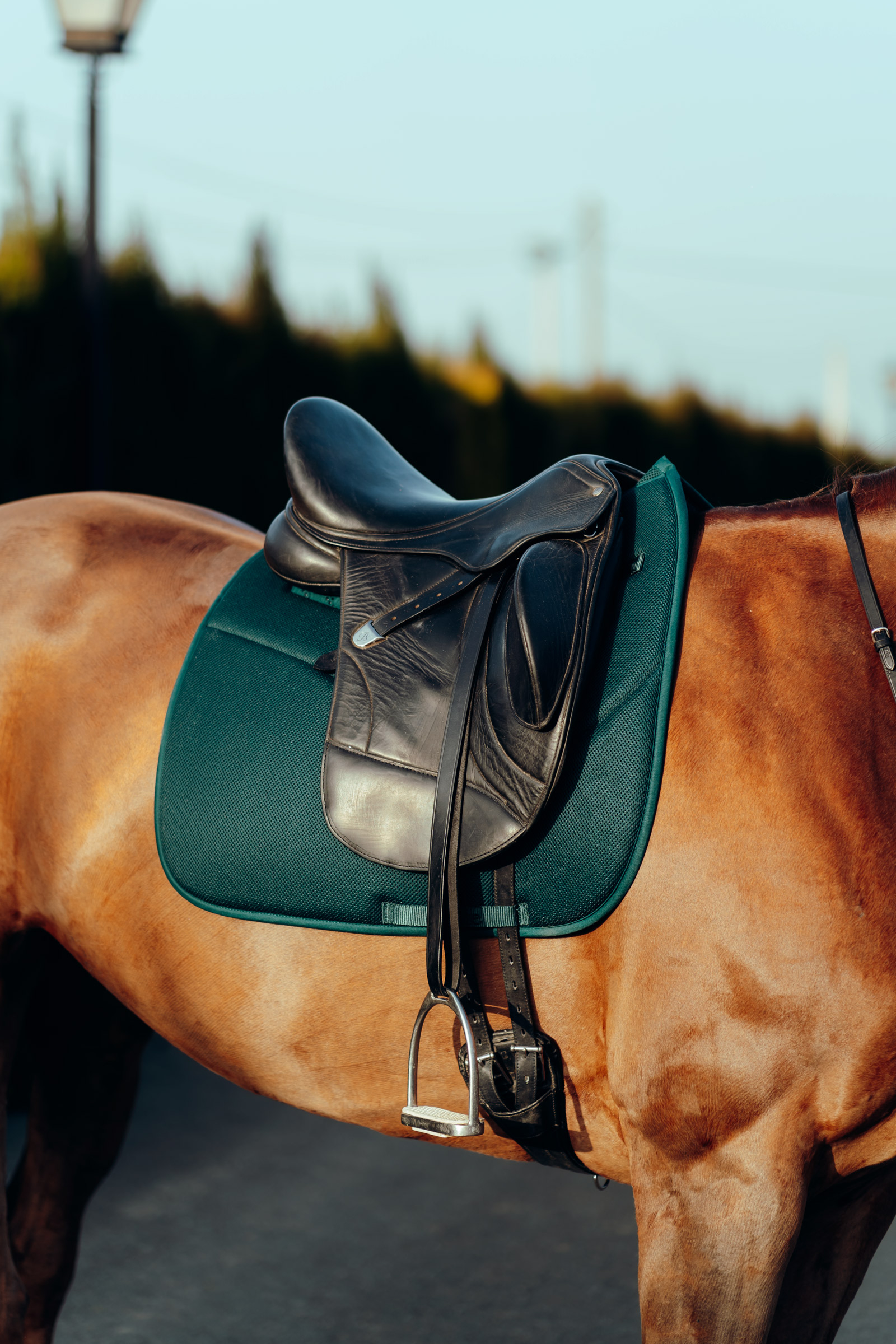 Horze Phoenix Dressage Saddle Pad 16 Horze Phoenix Dressage Saddle Pad - Image 14