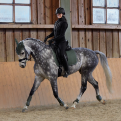 Horze Adepto Dressage Saddle Pad 36 Horze Adepto Dressage Saddle Pad -Weatherbeeta Store 17353 BKGR 7